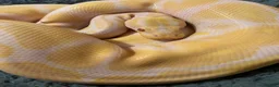 Python Snake reptiles for sale: Male Albino Ball Python (Royal Python) - Advert 1