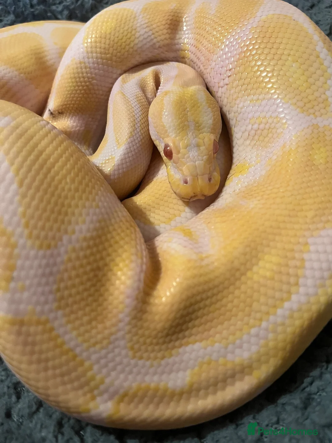 Python Snake reptiles for sale: Male Albino Ball Python (Royal Python) - Advert 1