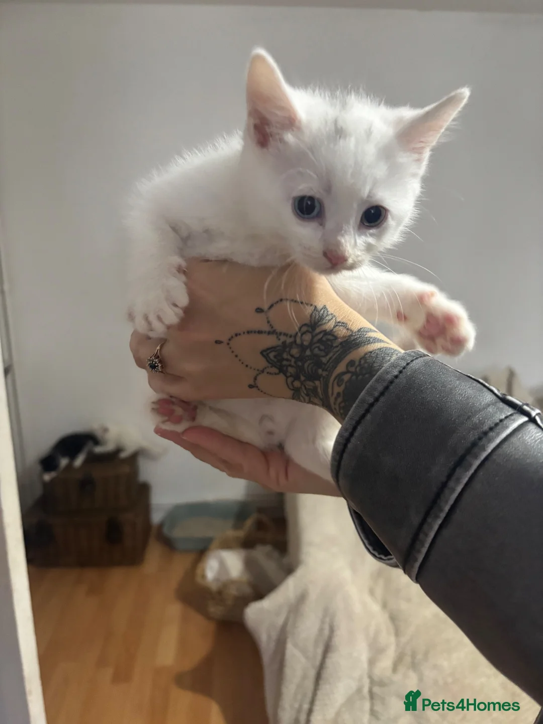 Mixed Breed cats for sale: Mixed breed kittens 8 weeks old  - Advert 14
