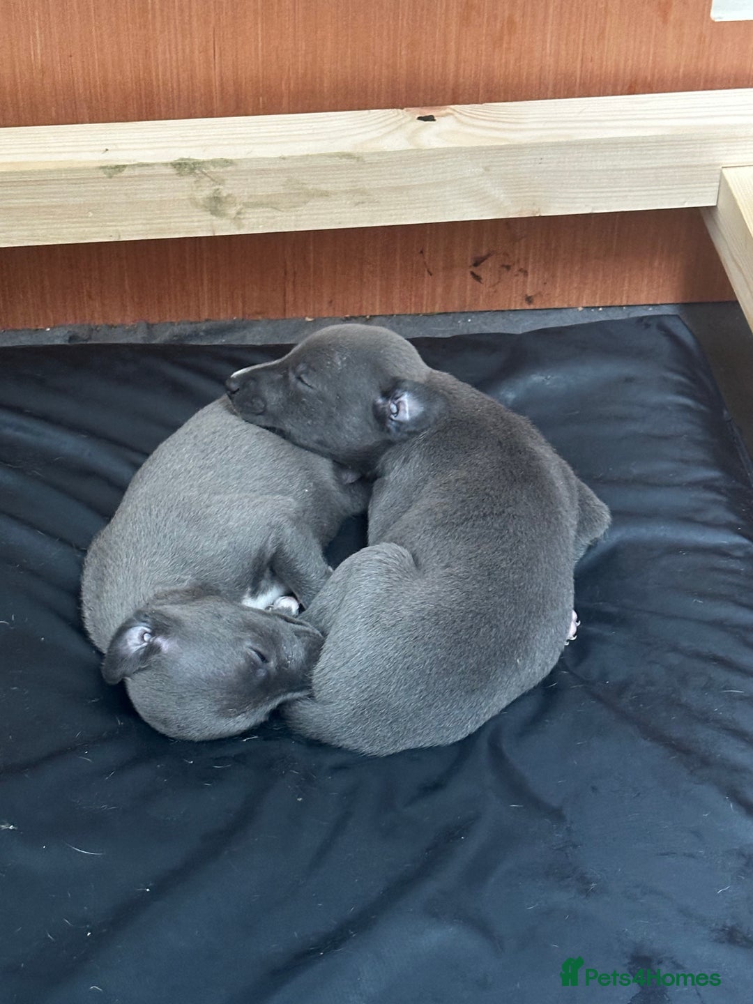 Whippet dogs for sale: Whippet puppies for sale - Image 2