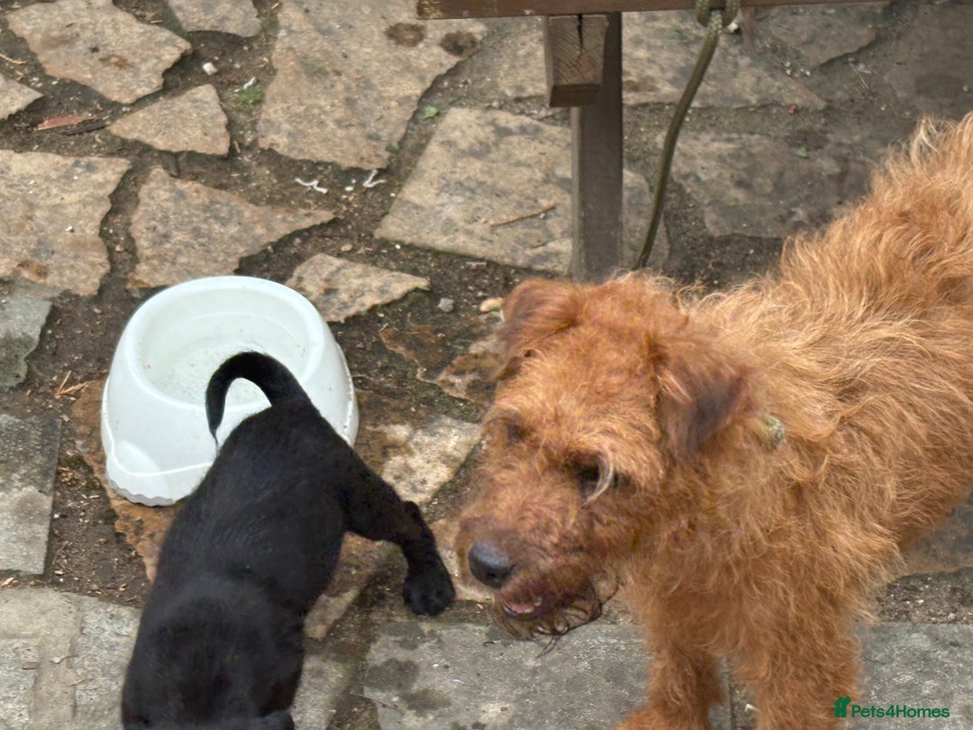 Mixed Breed dogs for sale: Working Lakeland x Patterdale  - Image 21