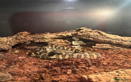 Python Snake reptiles for sale: Carpet python  - Advert 1