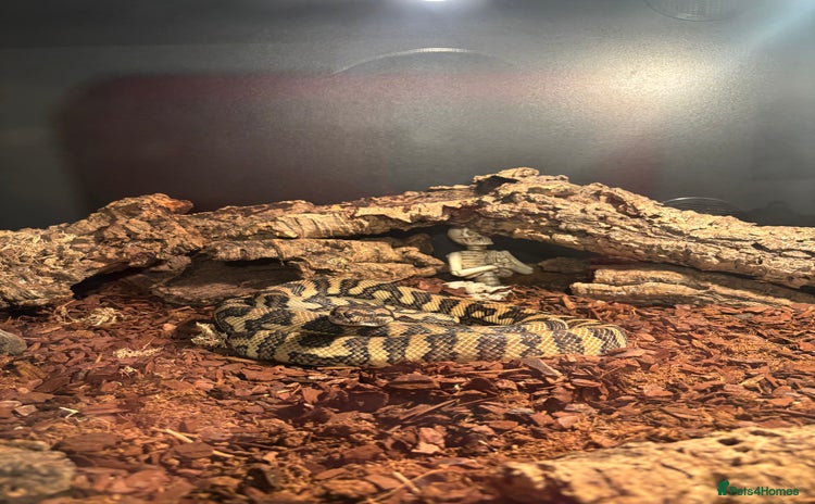 Python Snake reptiles Carpet python  - Advert 1