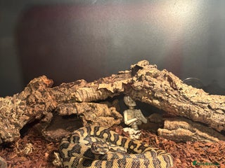 Python Snake reptiles Carpet python - Advert 1