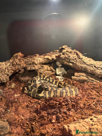 Python Snake reptiles Carpet python - Advert 2