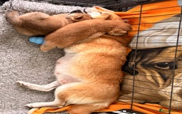 Japanese Shiba Inu dogs for sale: Health Tested Japanese Shiba Inu Puppies  - Image 19