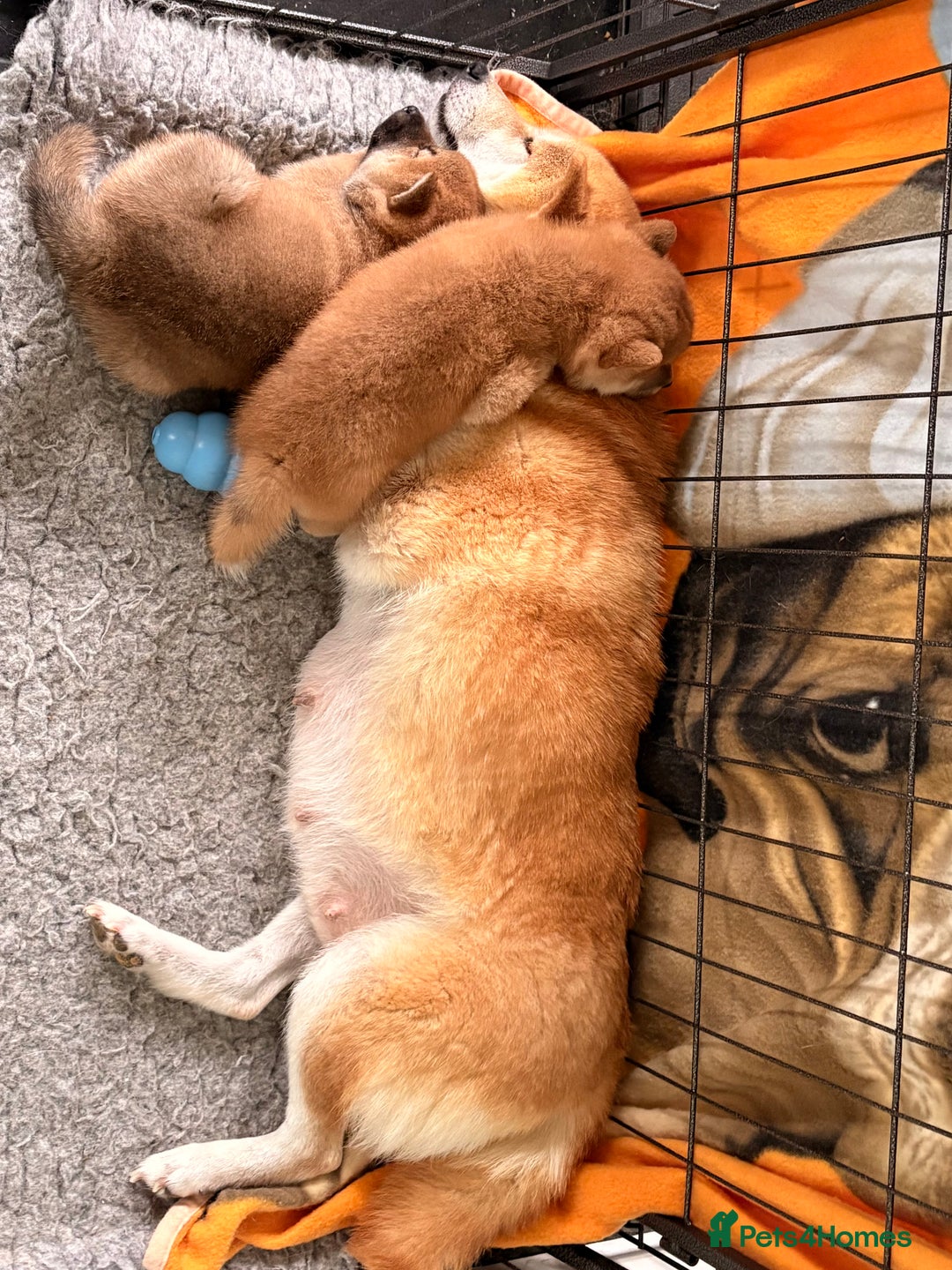 Japanese Shiba Inu dogs for sale: Health Tested Japanese Shiba Inu Puppies  - Image 19