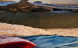 Scottish Fold cats for sale: Cappuccino Scottish fold-Reluctant sale - Advert 3