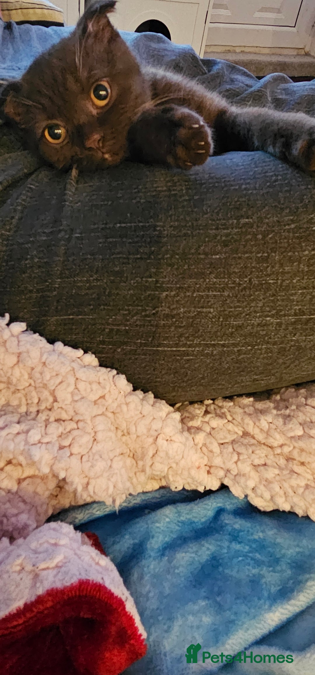 Scottish Fold cats for sale: Cappuccino Scottish fold-Reluctant sale - Advert 3