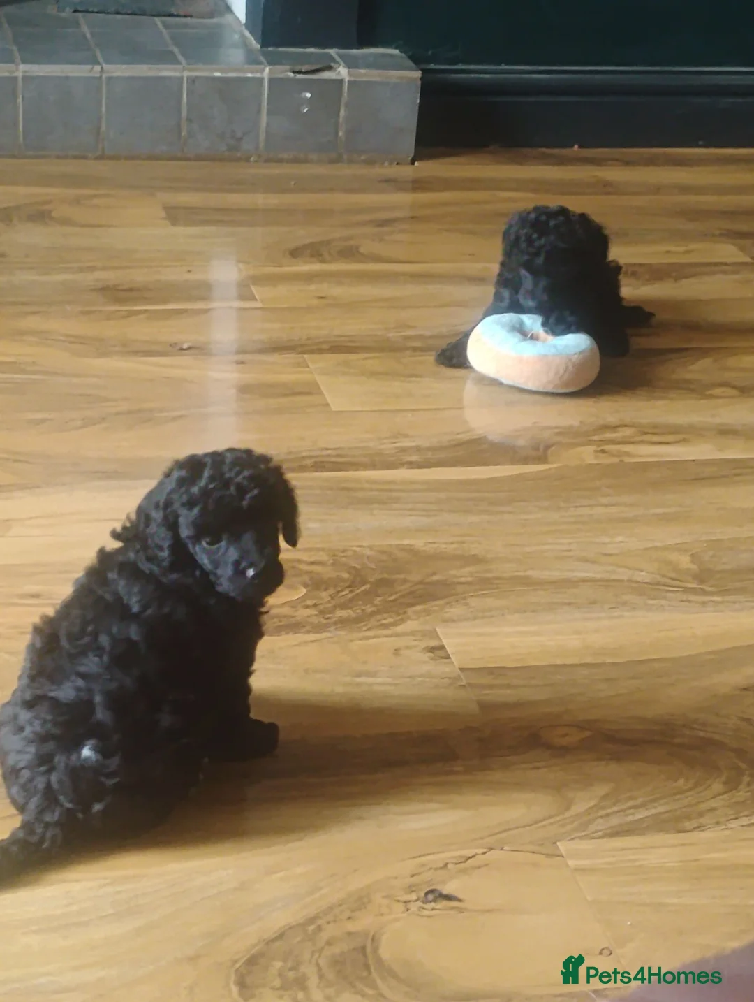 Toy Poodle dogs for sale: KC Reg True size Toy poodle Ready NOW  - Advert 2