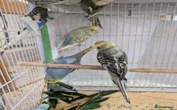 Budgerigars birds for sale: Baby budgies and starter cage  - Image 12