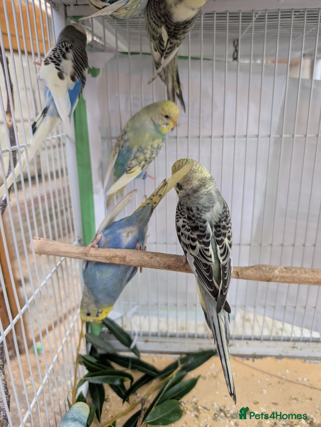 Budgerigars birds for sale: Baby budgies and starter cage  - Image 12