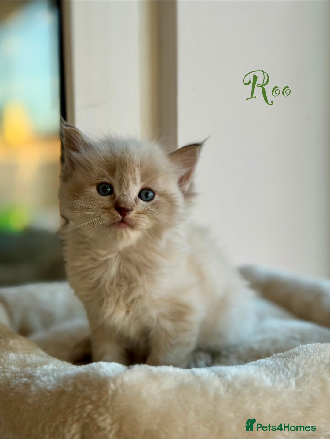 Ragdoll cats for sale: TICA registered cherubim kittens - Advert 17