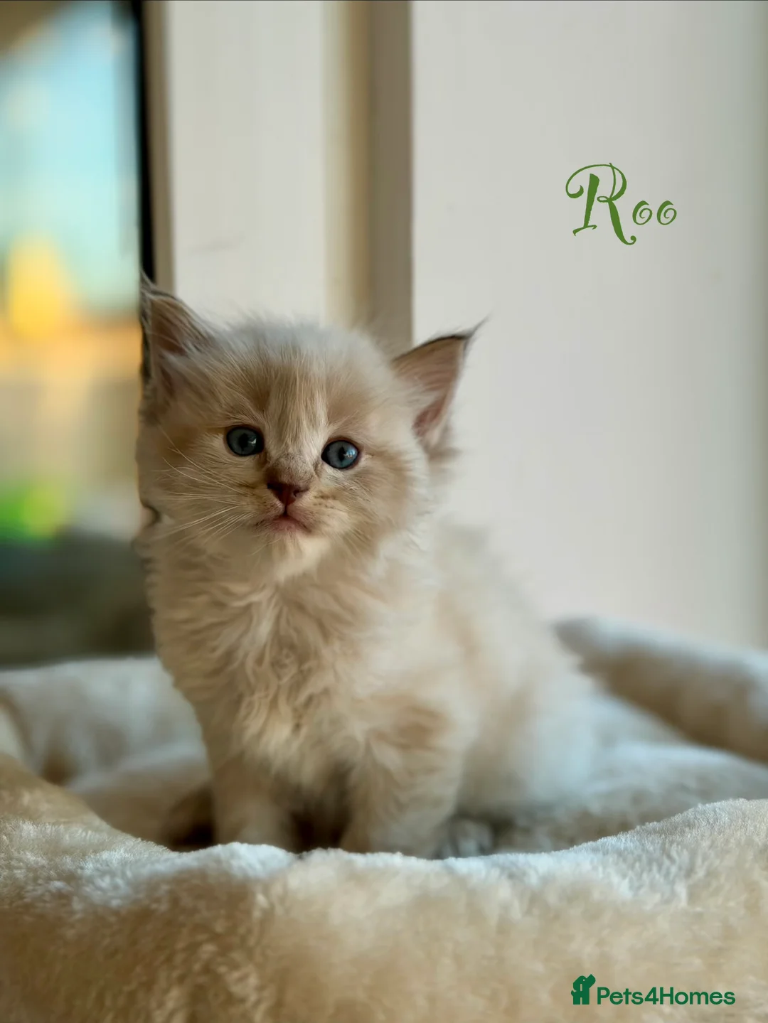 Ragdoll cats for sale: TICA registered cherubim kittens - Advert 17