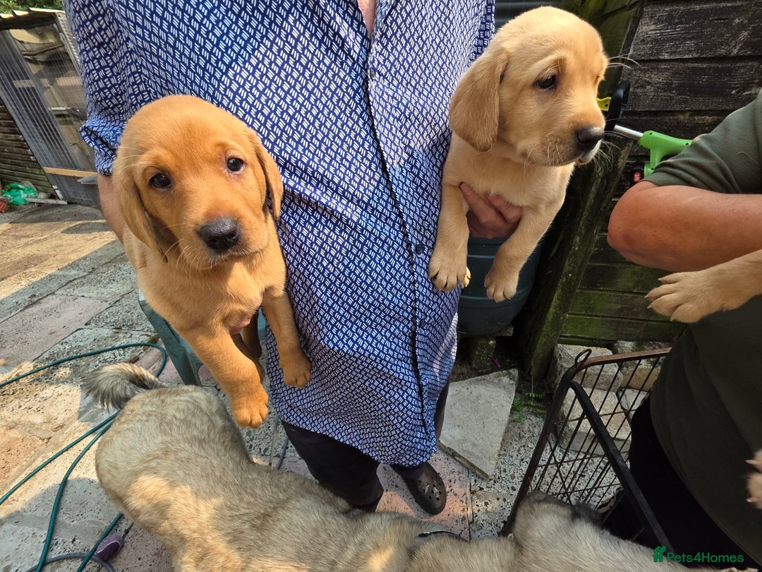 Labrador Retriever dogs for sale: Kc reg  yellow lab puppies 🐶  - Image 14
