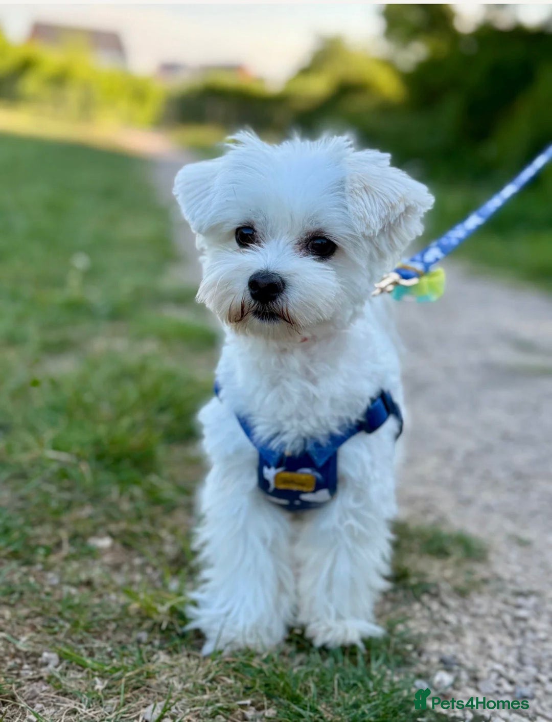 Mixed Breed dogs for sale: Beautiful bichon maltese puppys - Image 5