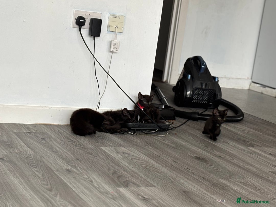 Domestic Shorthair cats for sale: Kittens for sale  - Image 21