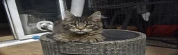 Maine Coon cats for sale: Gorgeous Champion Bloodline Maine Coon Kittens - Advert 15