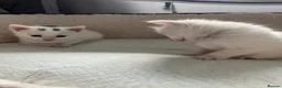Turkish Angora cats for sale: White girl and black&white boy - Advert 14