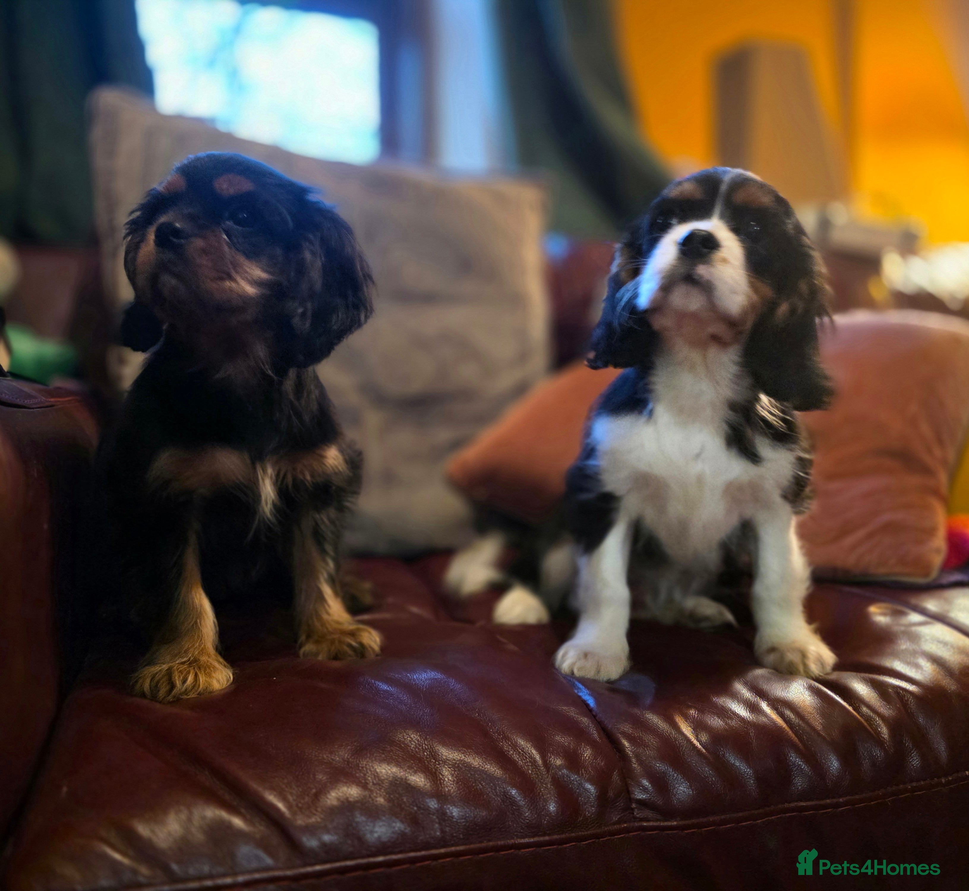 Cavalier King Charles Spaniel dogs KC Registered Cavalier King Charles Spaniels - Advert 13