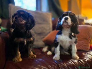 Cavalier King Charles Spaniel dogs KC Registered Cavalier King Charles Spaniels - Advert 10