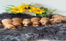 Cavapoo dogs for sale: Beautiful F1b Cavapoo's 🧬 DNA Tested Parents - Image 1