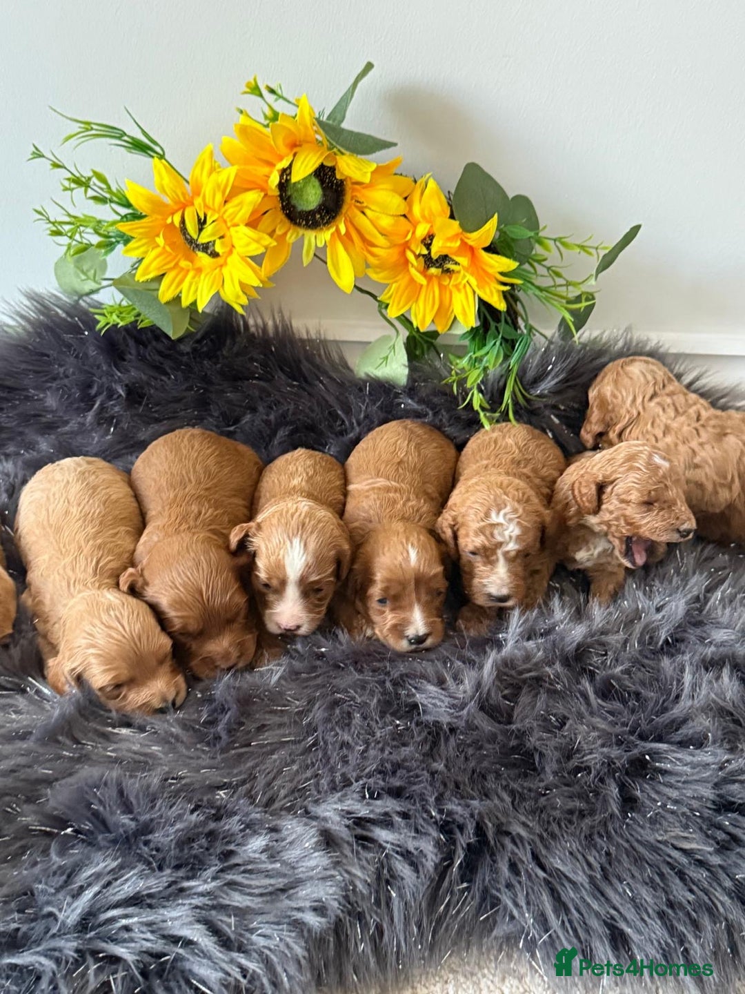 Cavapoo dogs for sale: Beautiful F1b Cavapoo's 🧬 DNA Tested Parents - Image 1
