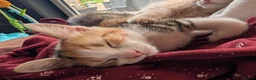 Mixed Breed cats for sale: Kittens  - Advert 6
