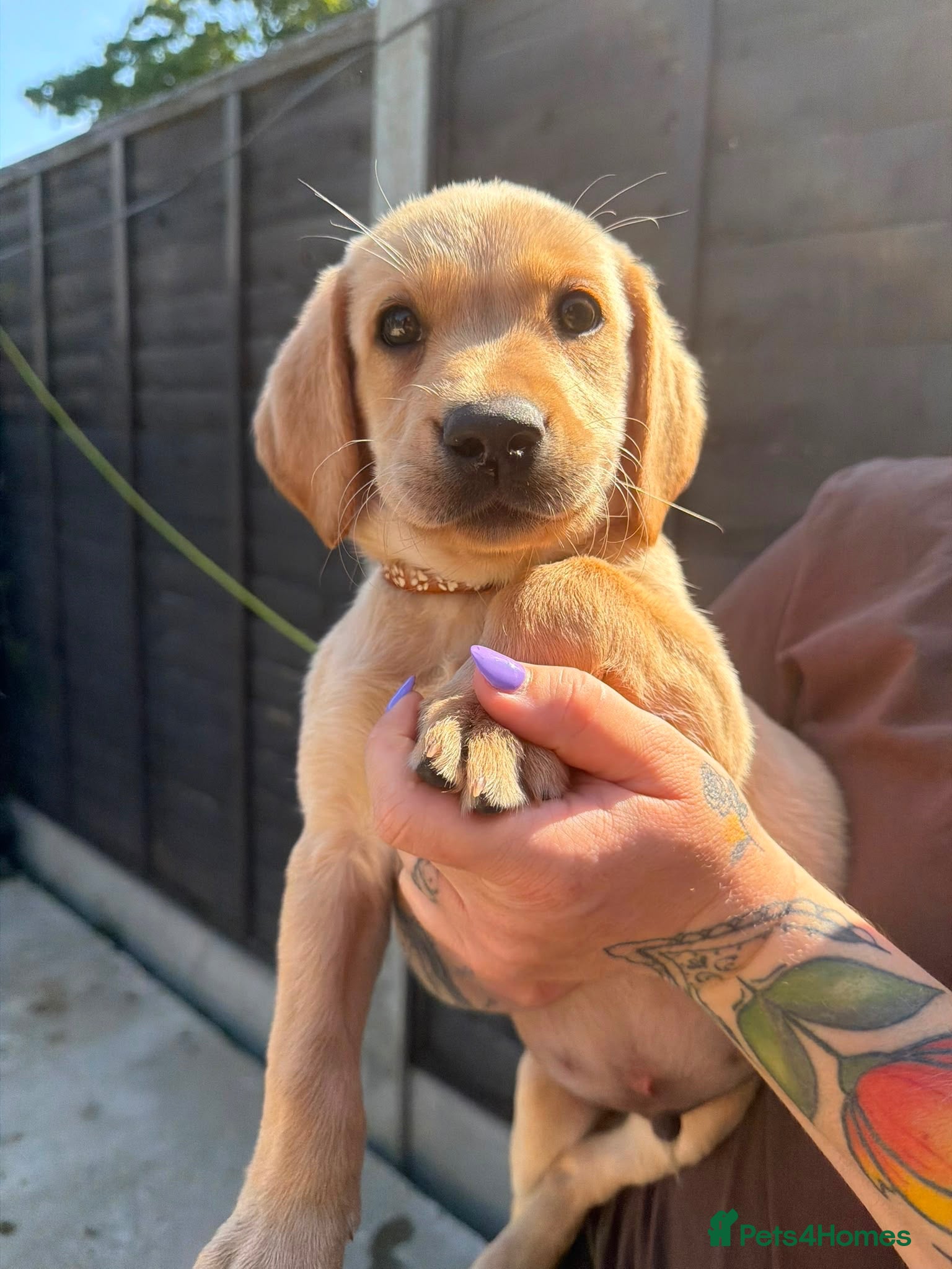 Labrador Retriever dogs LAST MALE LEFT KC YELLOW & RED LABRADORS  - Advert 8