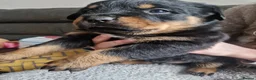 Rottweiler dogs for sale: Stunning chunky Rothwell puppies in Kidderminster - Advert 6