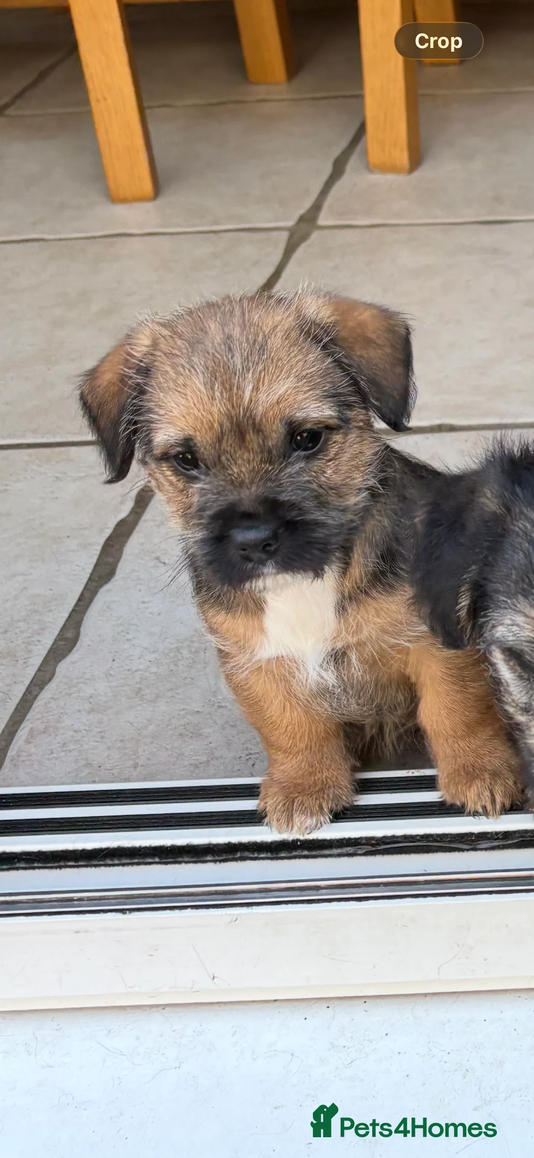 Mixed Breed dogs for sale: Sealyham / Lucas terrier type - Advert 9
