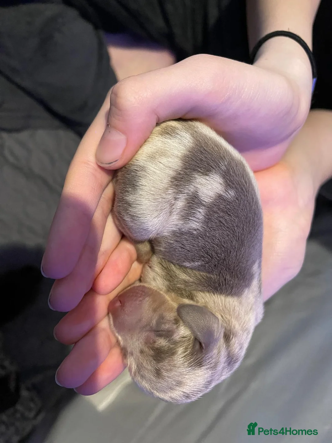 Miniature Dachshund dogs for sale: Miniature dachshund  - Advert 5