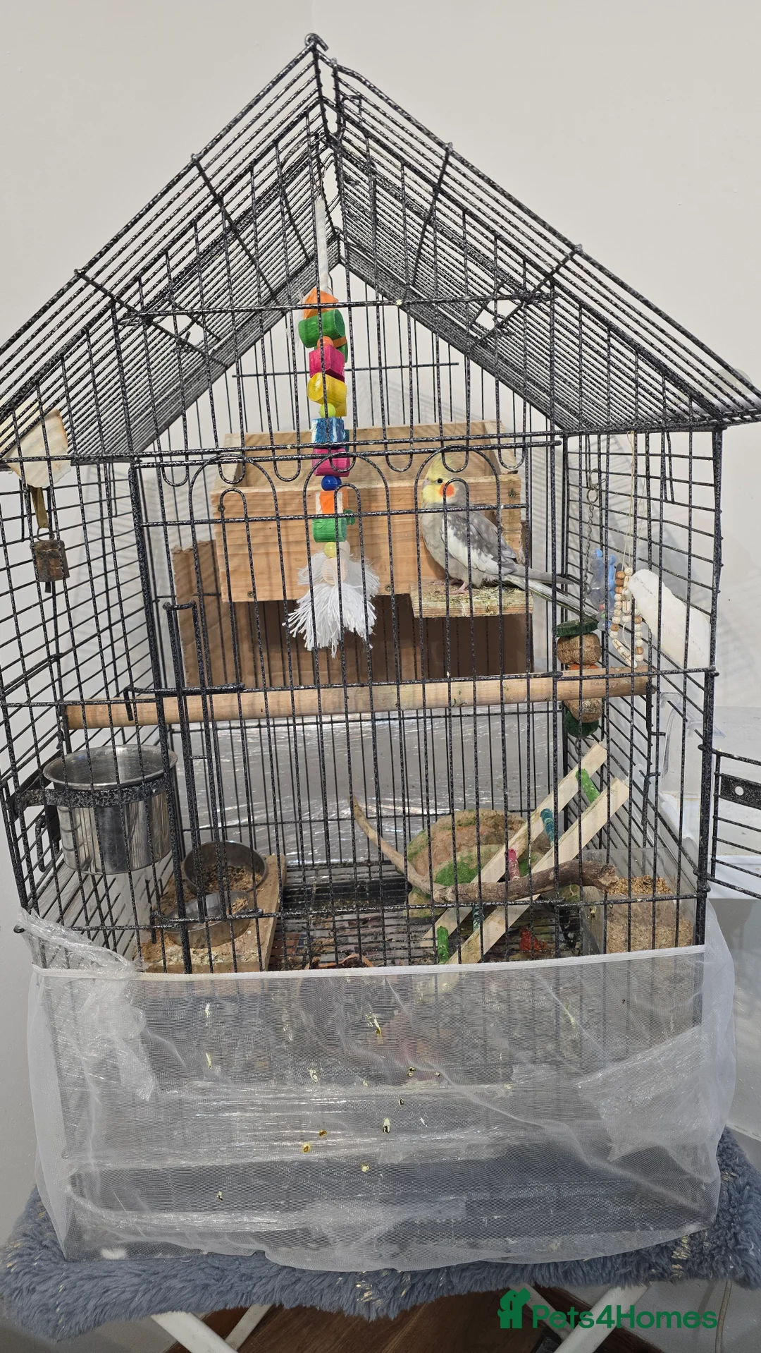 Cockatiels birds for sale: Adorable 7-Month-Old Talking Bird  in Borehamwood - Advert 3