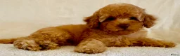 Toy Poodle dogs for sale: Toy poodle puppies  in Wakefield - Advert 38