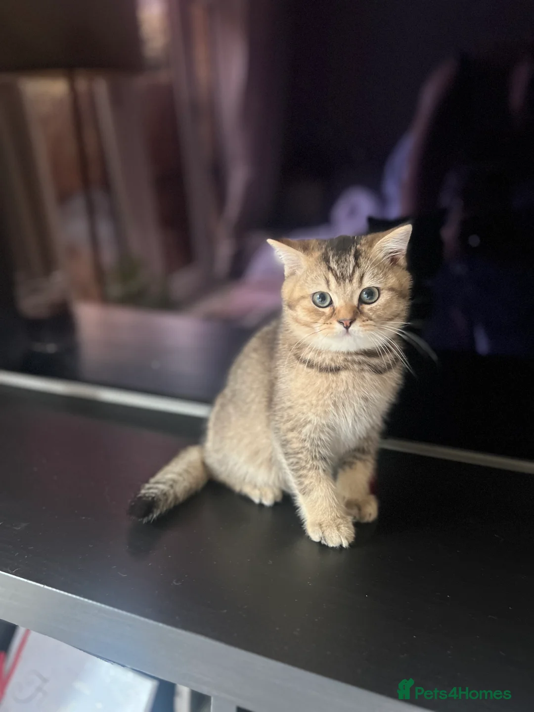 British Shorthair cats for sale: 4 Beautiful British Shorthair Kittens for Sale - Advert 3