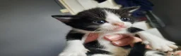 Domestic Shorthair cats for sale: Domestic shorthair  - Advert 6