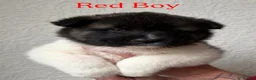 Akita dogs for sale: Chunky Akita puppies in Liverpool - Advert 2