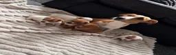 Jack Russell dogs for sale: Jack Russell puppies  in Rotherham - Advert 4