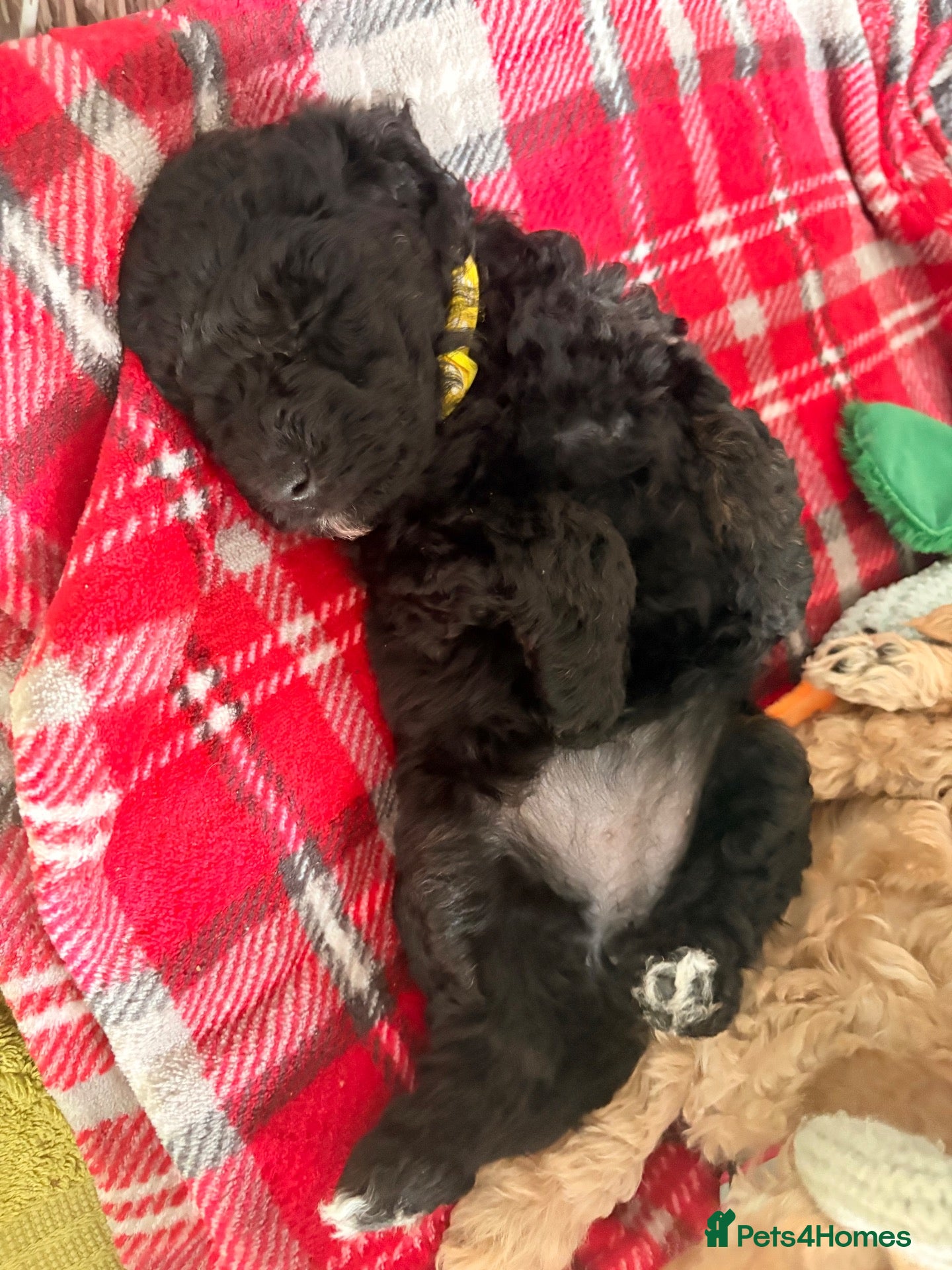 Cockapoo dogs Gorgeous Curly F1bb Miniature Cockapoos - Advert 2