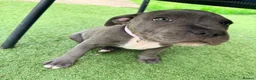 Staffordshire Bull Terrier dogs for sale: Blue Staffordshire bull terrier  - Advert 3