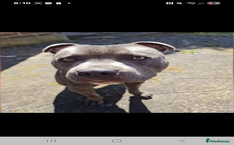 Staffordshire Bull Terrier dogs - Advert 1