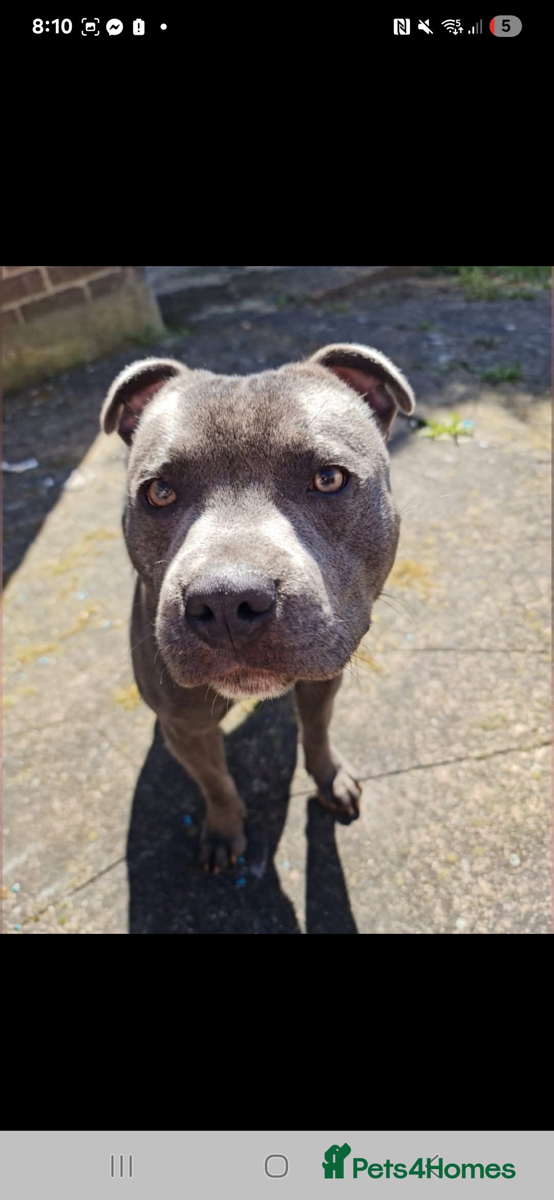 Staffordshire Bull Terrier dogs for sale: Full Blue staff - Image 1