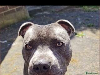 Staffordshire Bull Terrier dogs - Advert 36