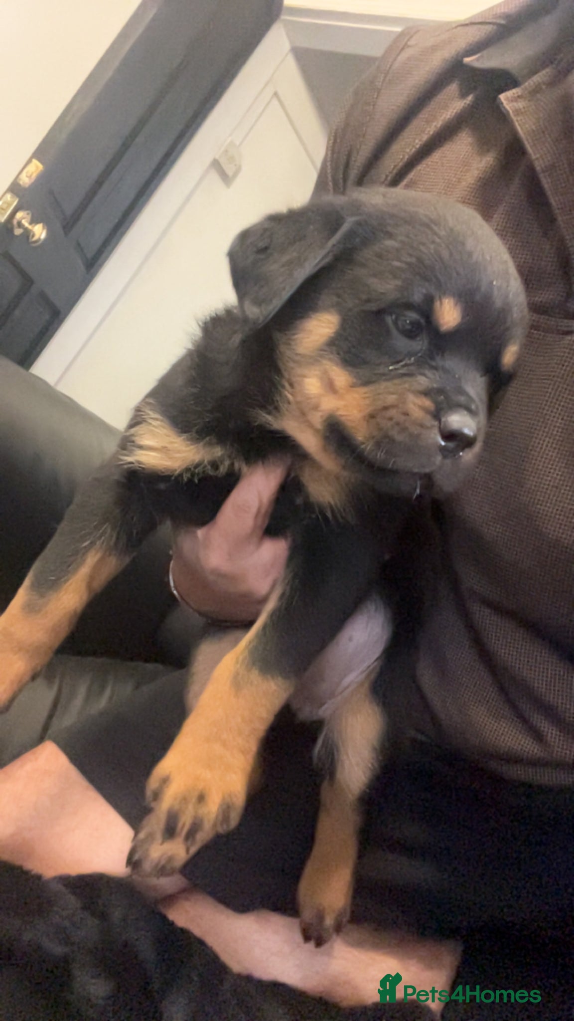 Rottweiler dogs rottweiler pups - Advert 4