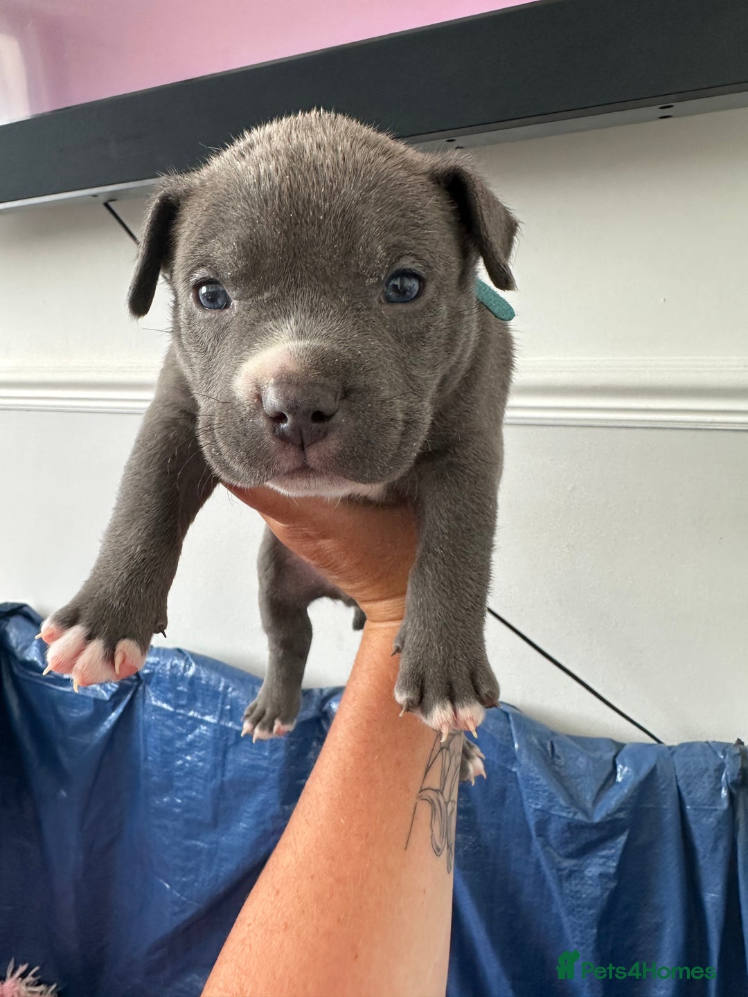 American Bully dogs for sale: ABKC pocket bully - Image 2