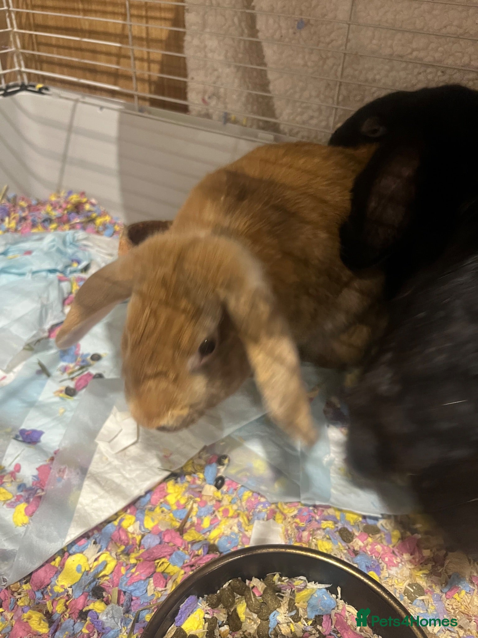 Mixed Breed rabbits Dumbo and Thumber  - Advert 12