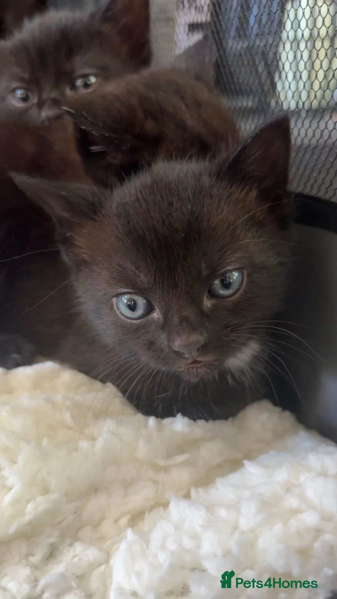 Mixed Breed cats for sale: Four beautiful, playful and loving kittens.  in Chippenham - Advert 1