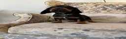 Cocker Spaniel dogs for sale: Fantastic Litter of Working Cocker Spaniels  - Advert 25
