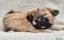 Shih Tzu dogs for sale: Gorgeous Small Imperial Shih tzu puppies READY - Image 14