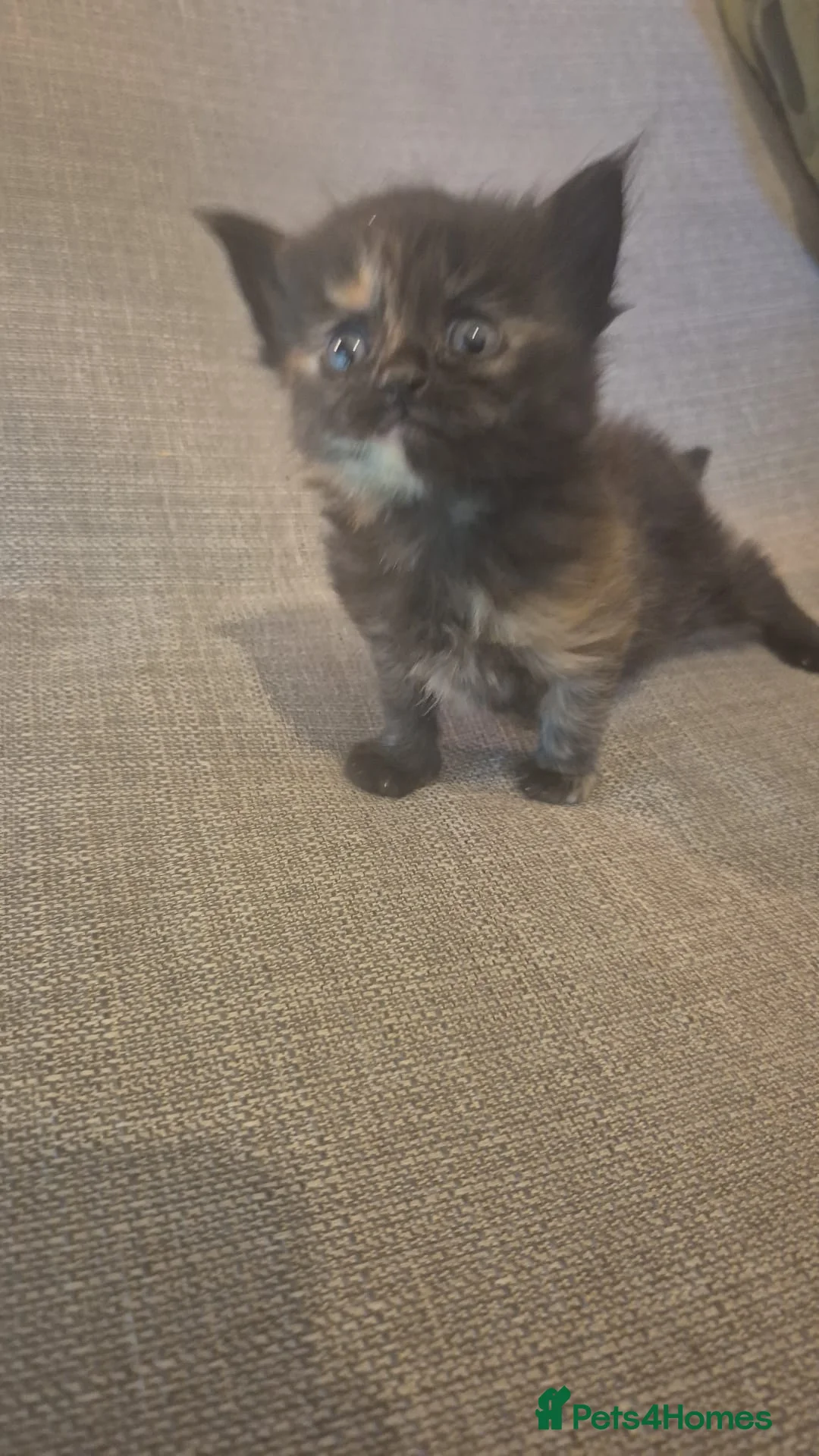 Mixed Breed cats for sale: 2 kittens ready to leave  in Nuneaton - Advert 7